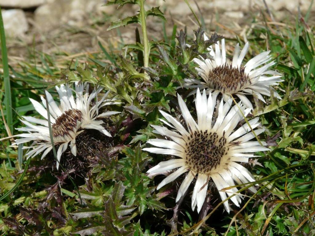 ヴィディチアティコ Carlina Biancaヴィラ エクステリア 写真